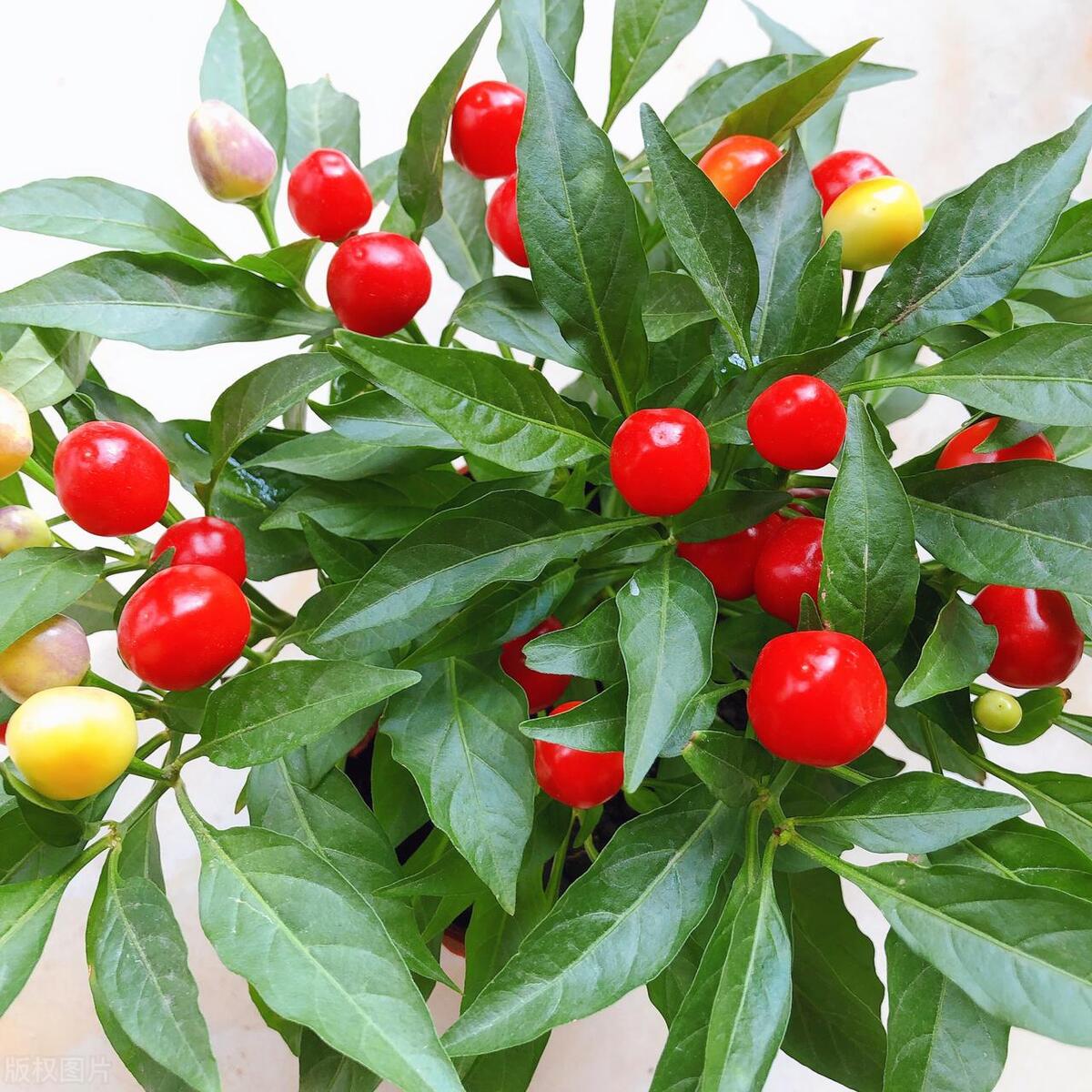 辣椒小盆栽怎么种植好看,盆栽辣椒花种