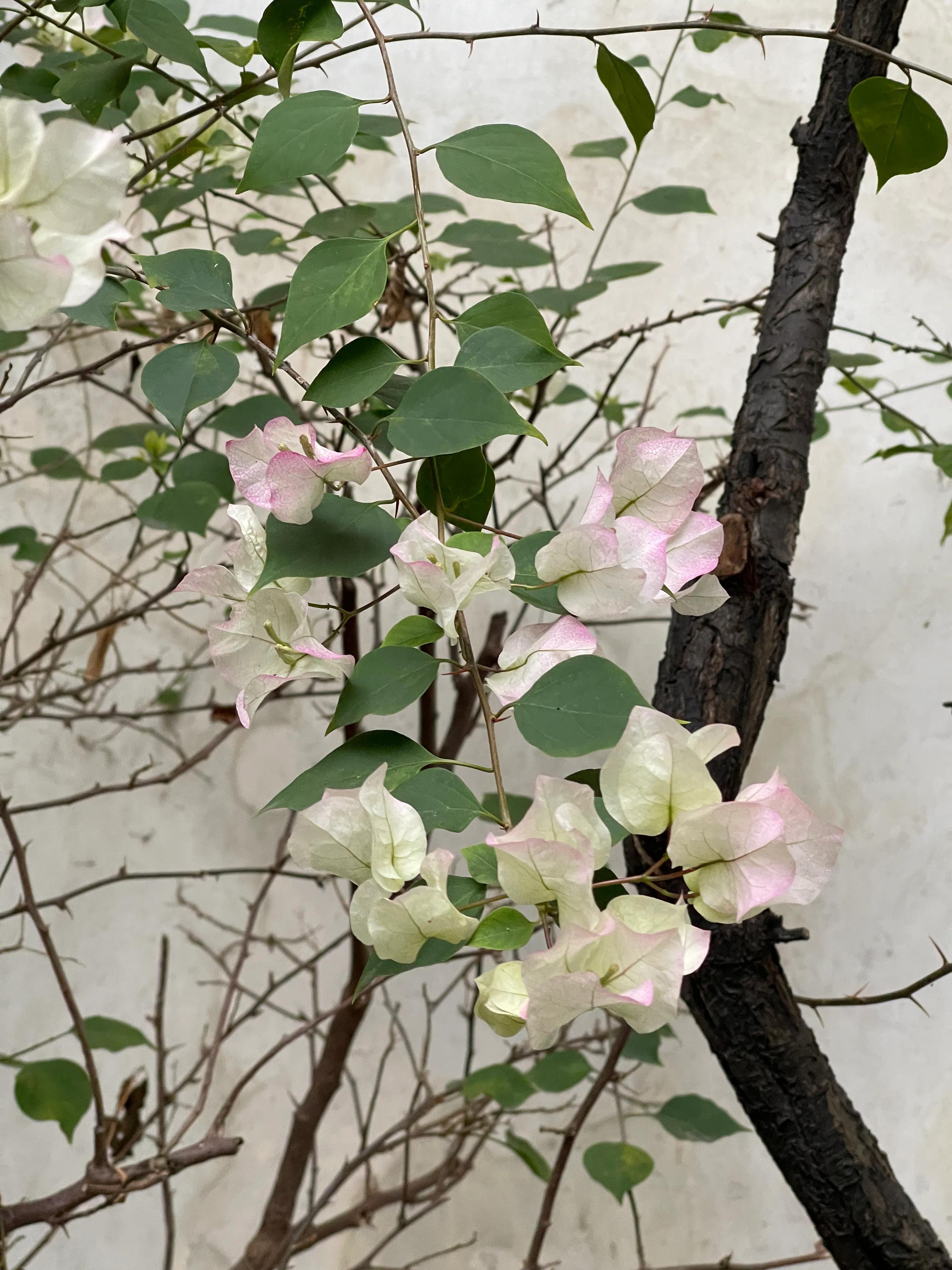 三坊七巷林觉民和冰心故居讲解,福州三坊七巷冰心故居