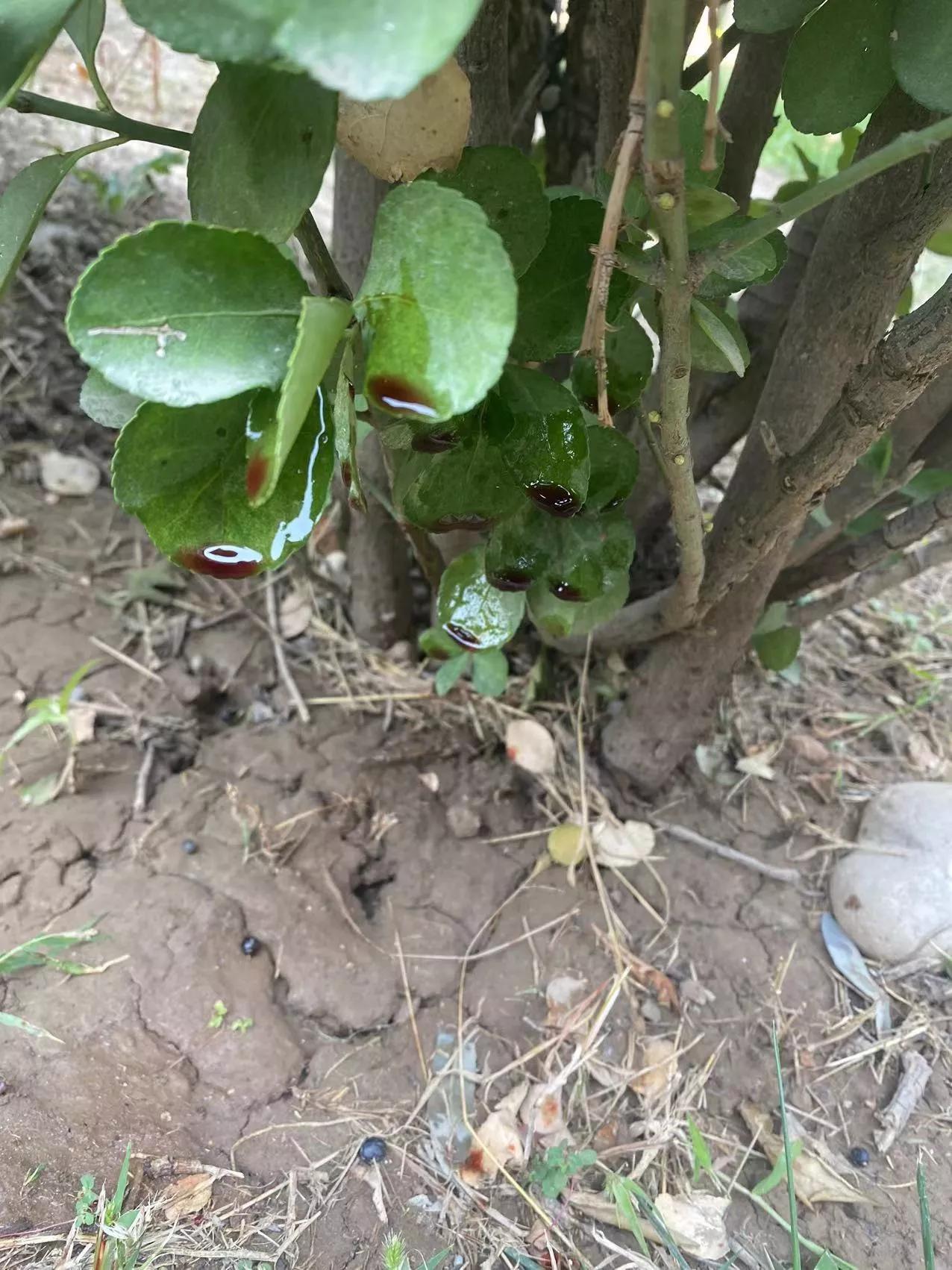 狗吃圆葱后尿血多久能恢复,狗吃大葱尿血能自己恢复吗