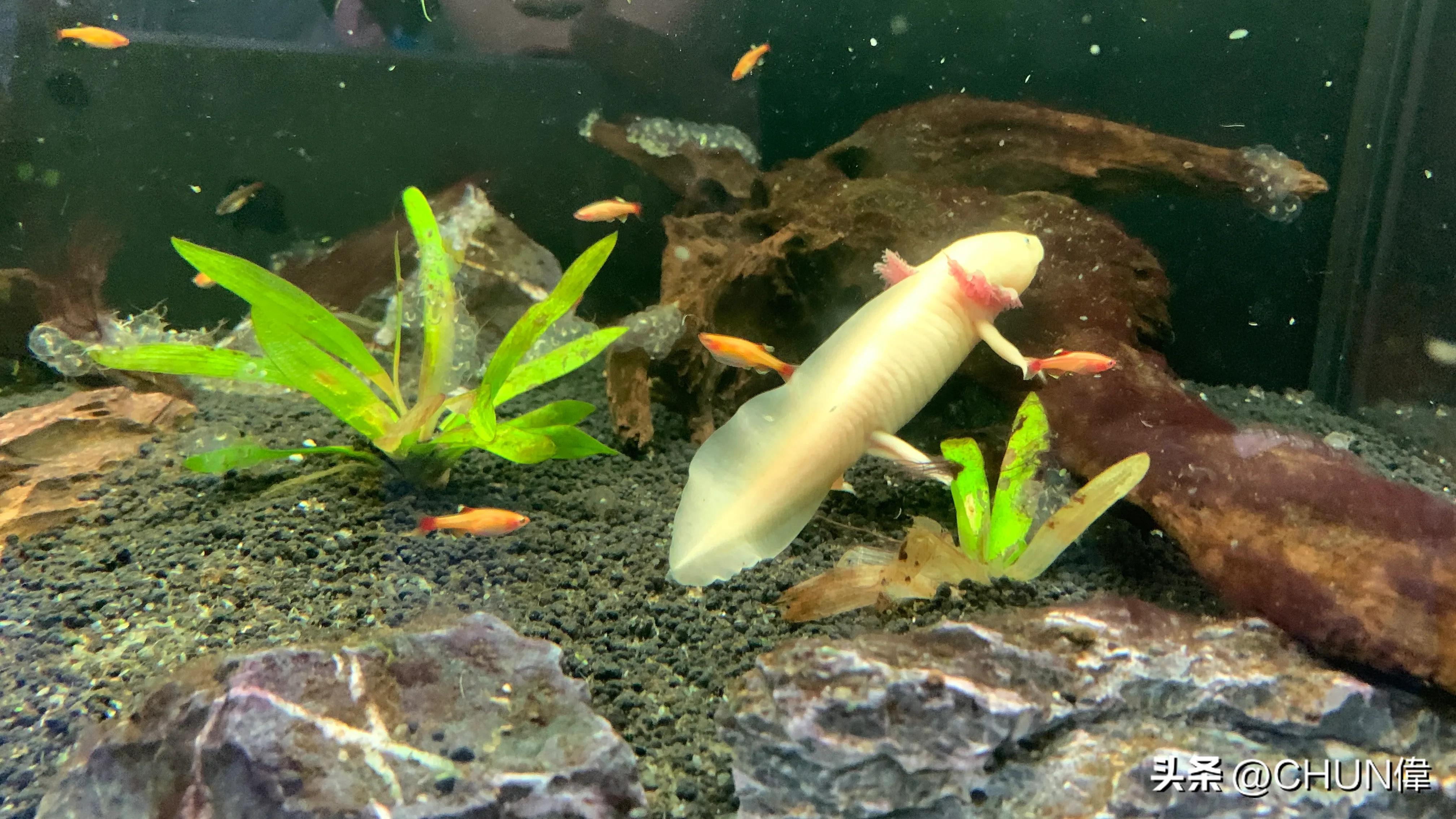 自由行厦门鼓浪屿四天怎么安排,鼓浪屿一日游五一