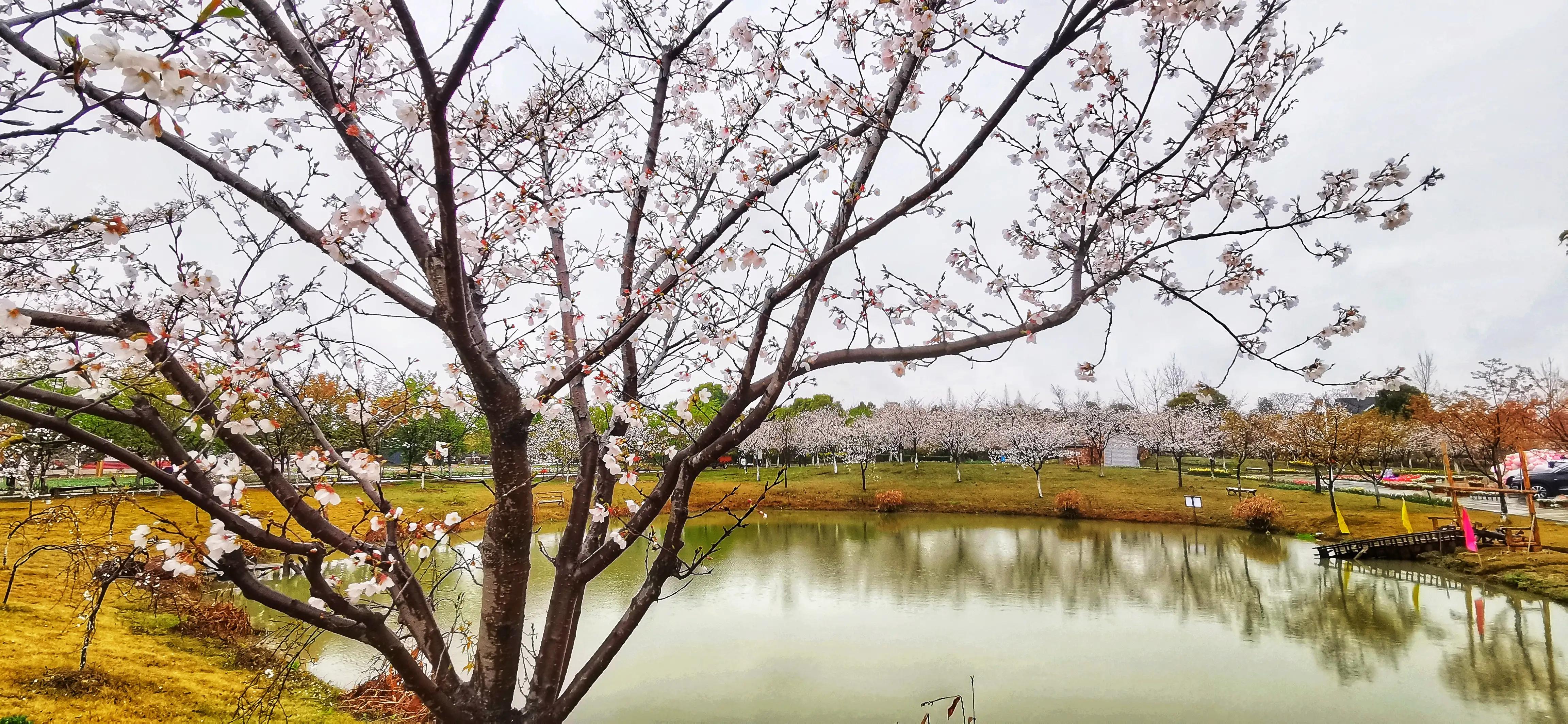 湖北宜昌花海赏花,枝江同心花海四月有什么花