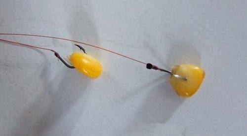 用玉米饵钓鲤鱼为什么容易跑鱼,玉米钓鲤鱼可以用跑铅吗