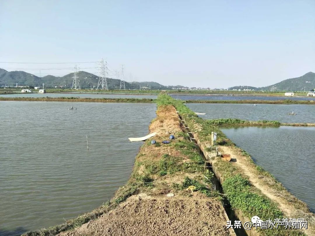 “杀人骨”实锤了？近5年价格最低、成本最高，黄颡鱼如何*局破**？