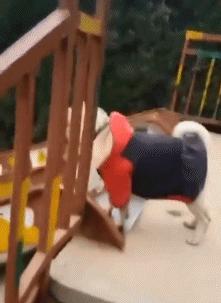 新手为什么不养鳄龟,养了一年的鳄龟怎么一点都不凶