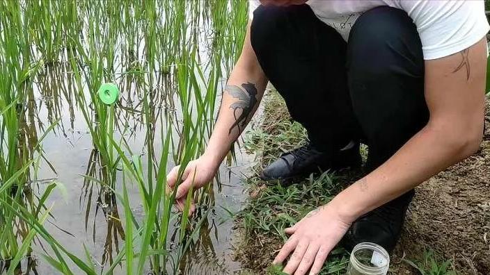 田里地笼抓黄鳝的技巧与方法,农村抓黄鳝的季节通常在几月