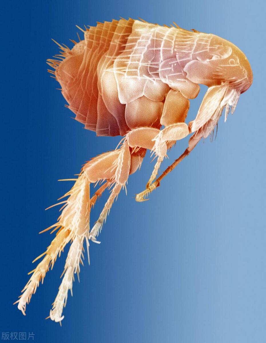 跳蚤怎么彻底消灭,跳蚤怎么消灭最彻底小妙招视频