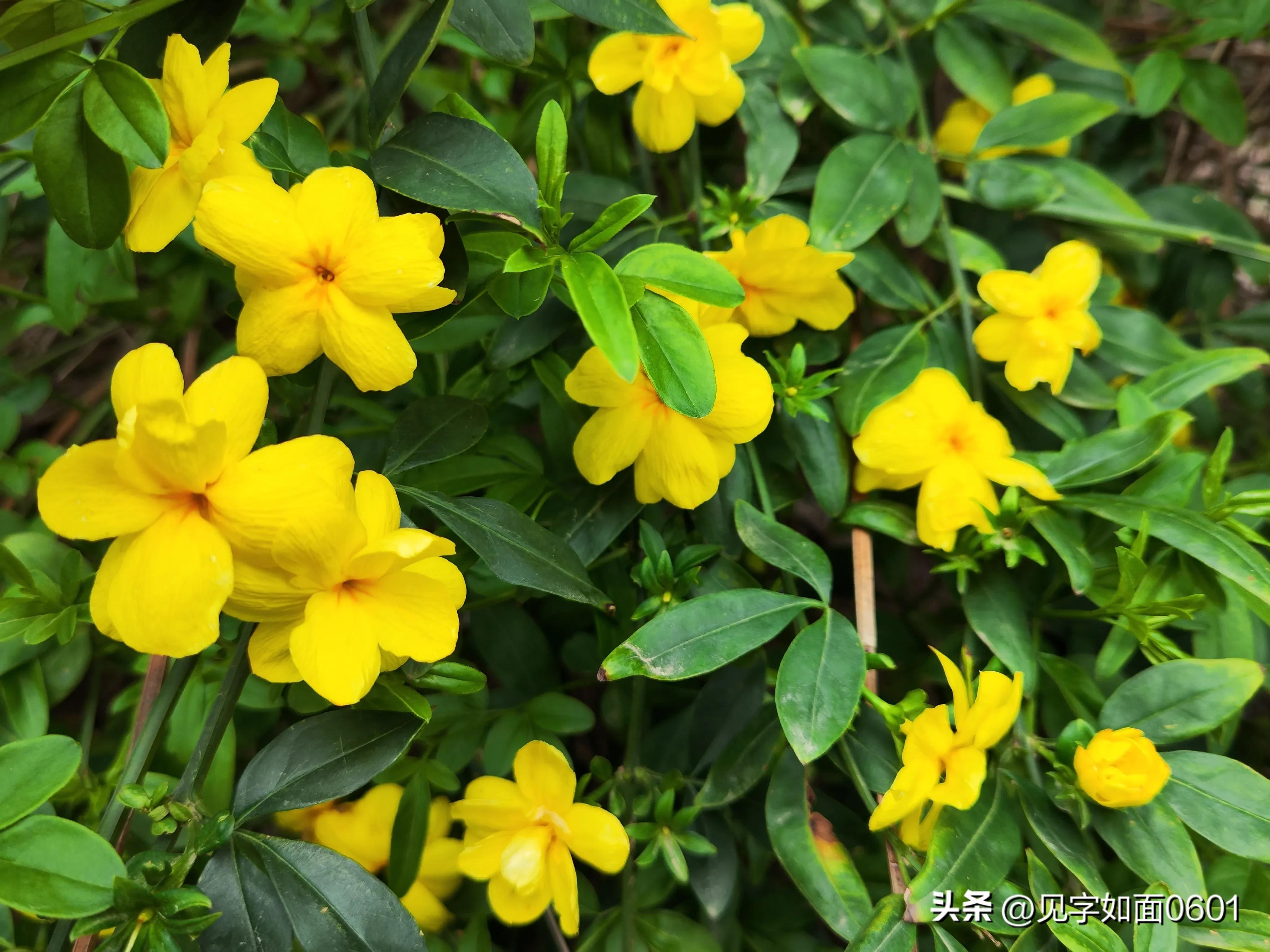 野迎春与迎春花的区别,迎春花和野迎春