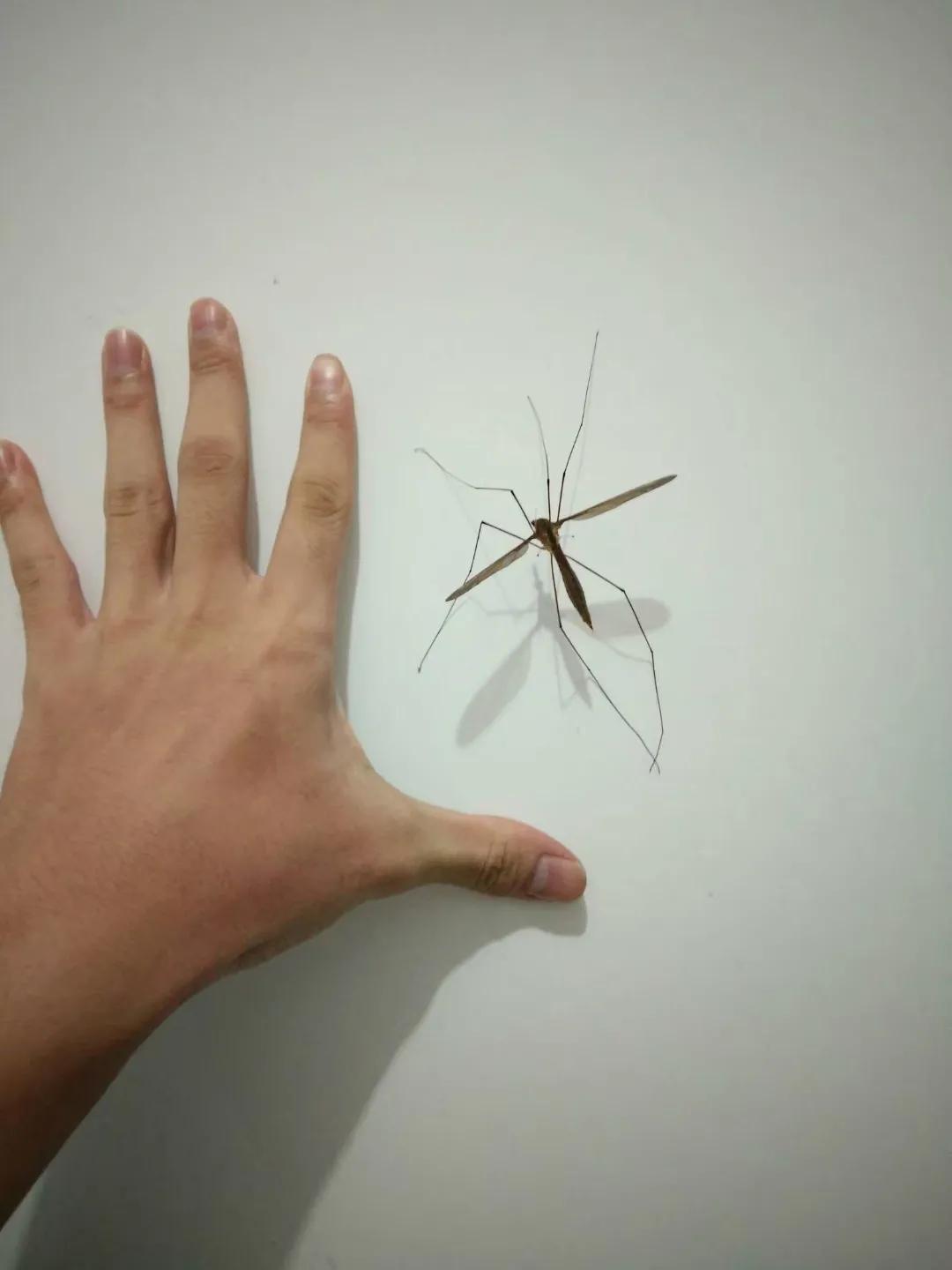 家里会出现的小虫子有哪些,家里常出现小虫子有哪些