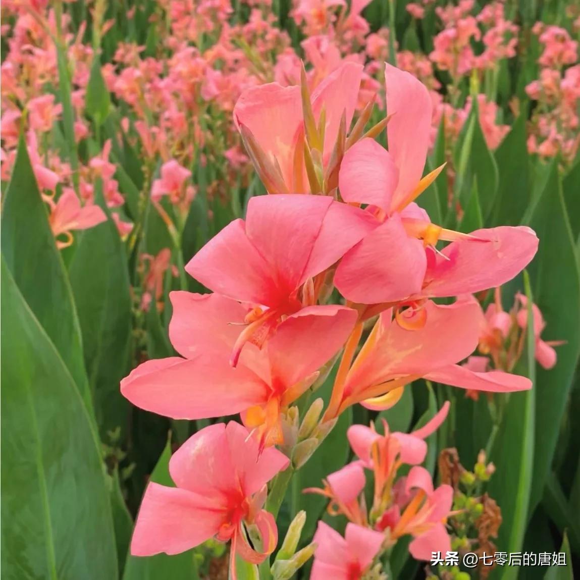 美人蕉花里面甜甜的,秋天的美人蕉花