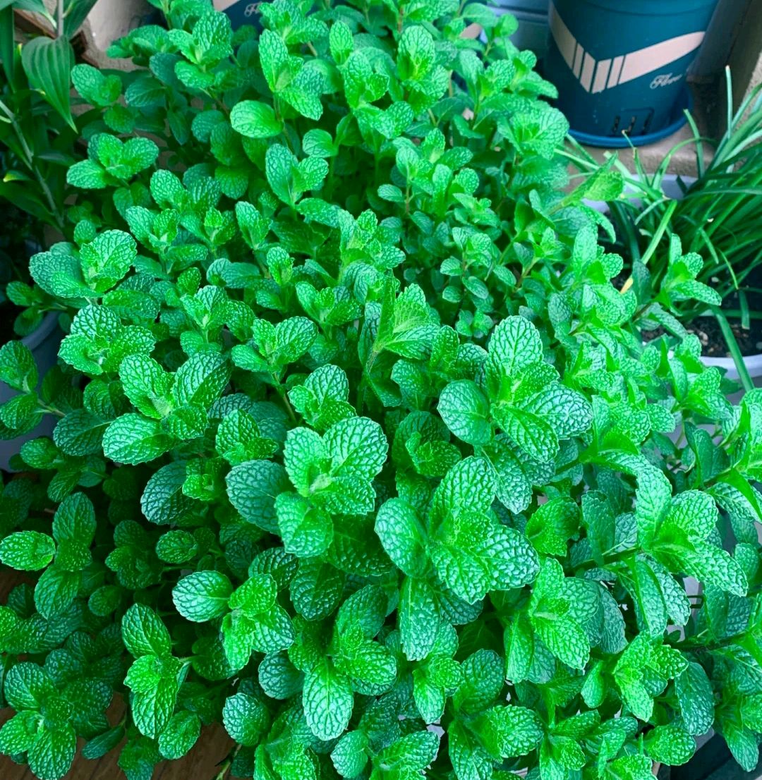 100个阳台养什么花好,100种阳台养的花草