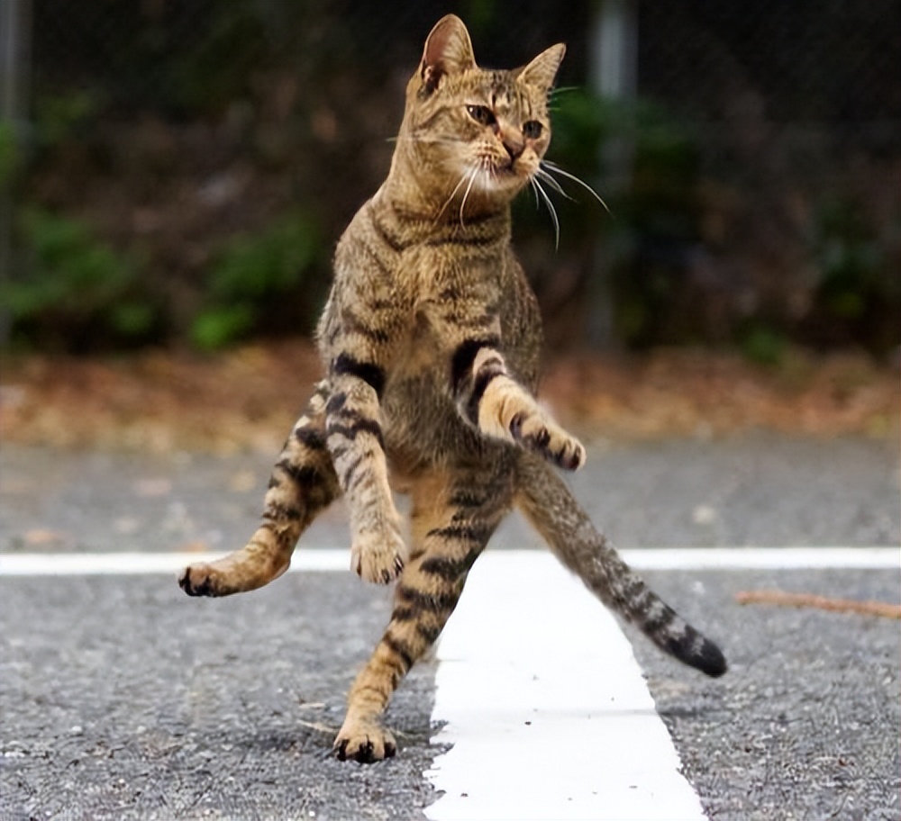 如果你家猫有这七种表现,有这些特征的猫咪会给你带来好运