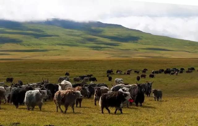 农村搞养殖能赚钱吗,农村养殖什么不愁销路且利润大