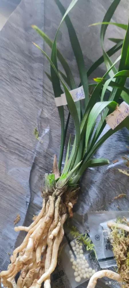 如何分辨花市兰花骗局,网上买兰花怎么鉴别