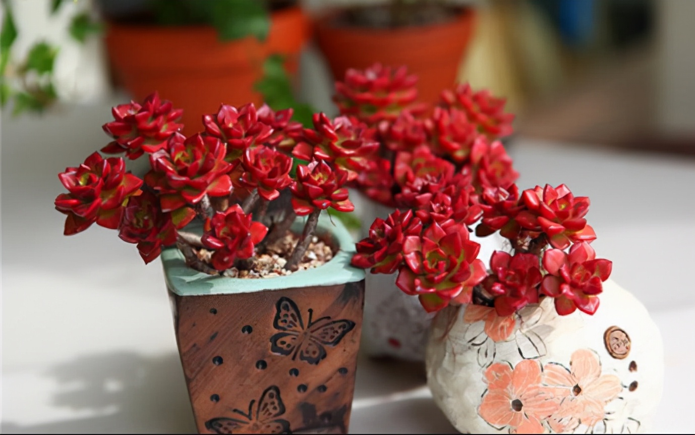 多肉蒂亚玫瑰怎么养,多肉蒂亚怎么养才能爆盆