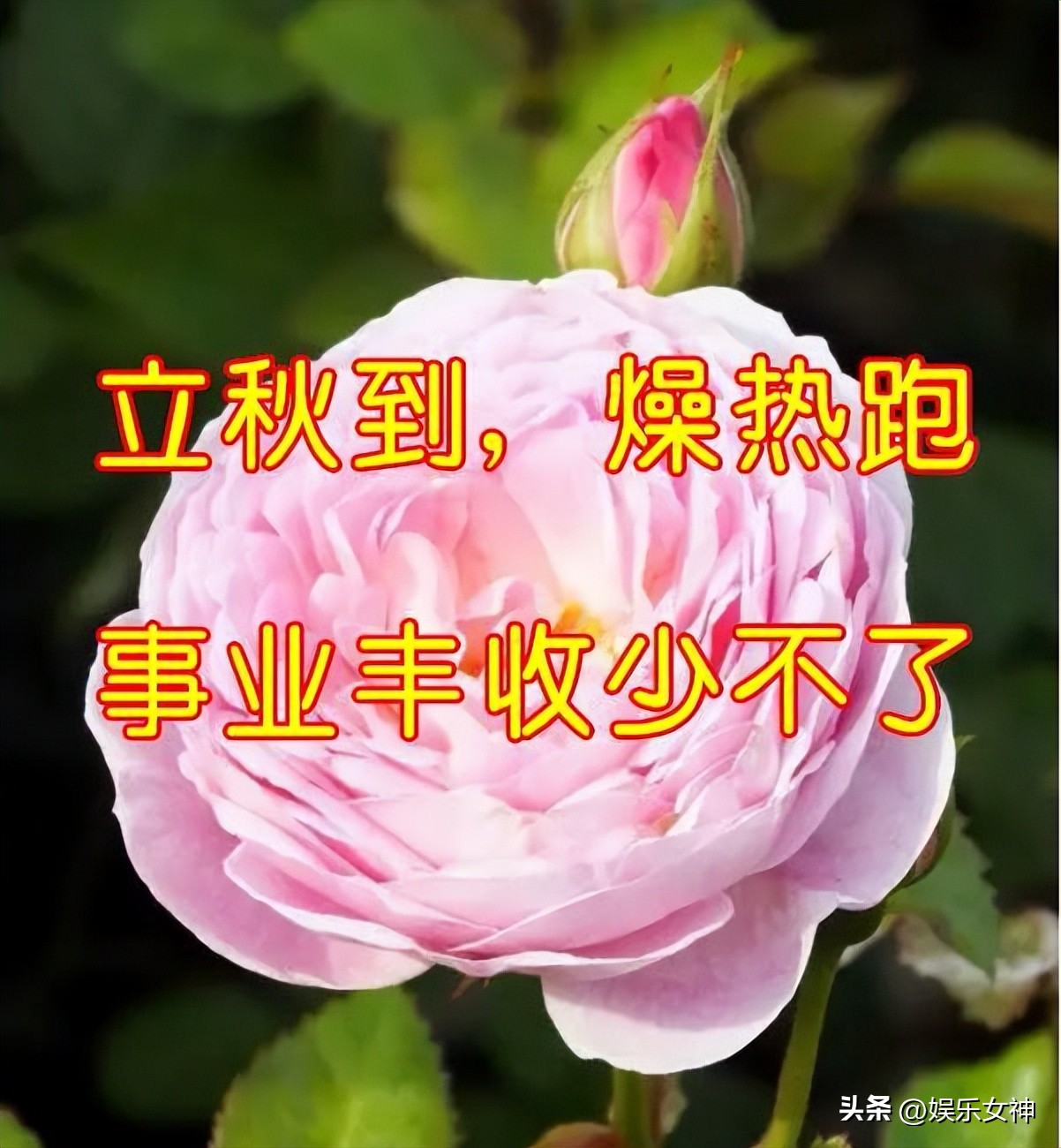 立秋高雅问候表情包,最新处暑早上好表情包