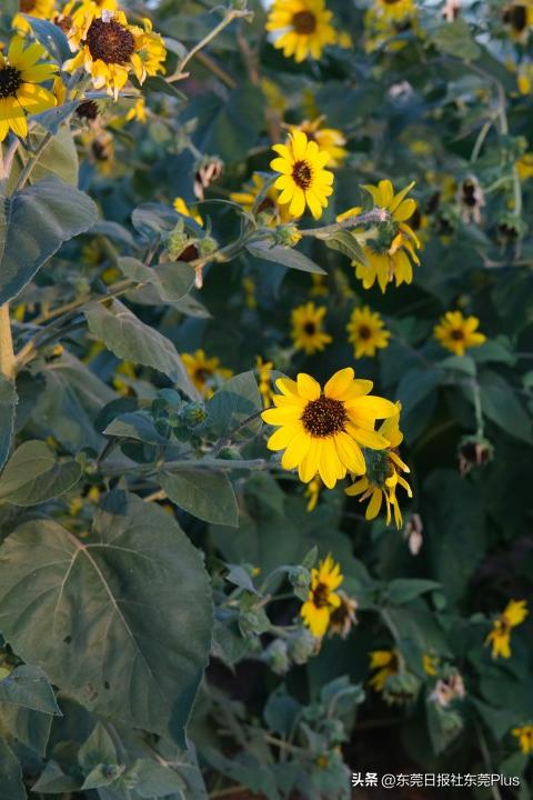 东莞可以看海和赏花的公园,东莞国庆看海游玩推荐