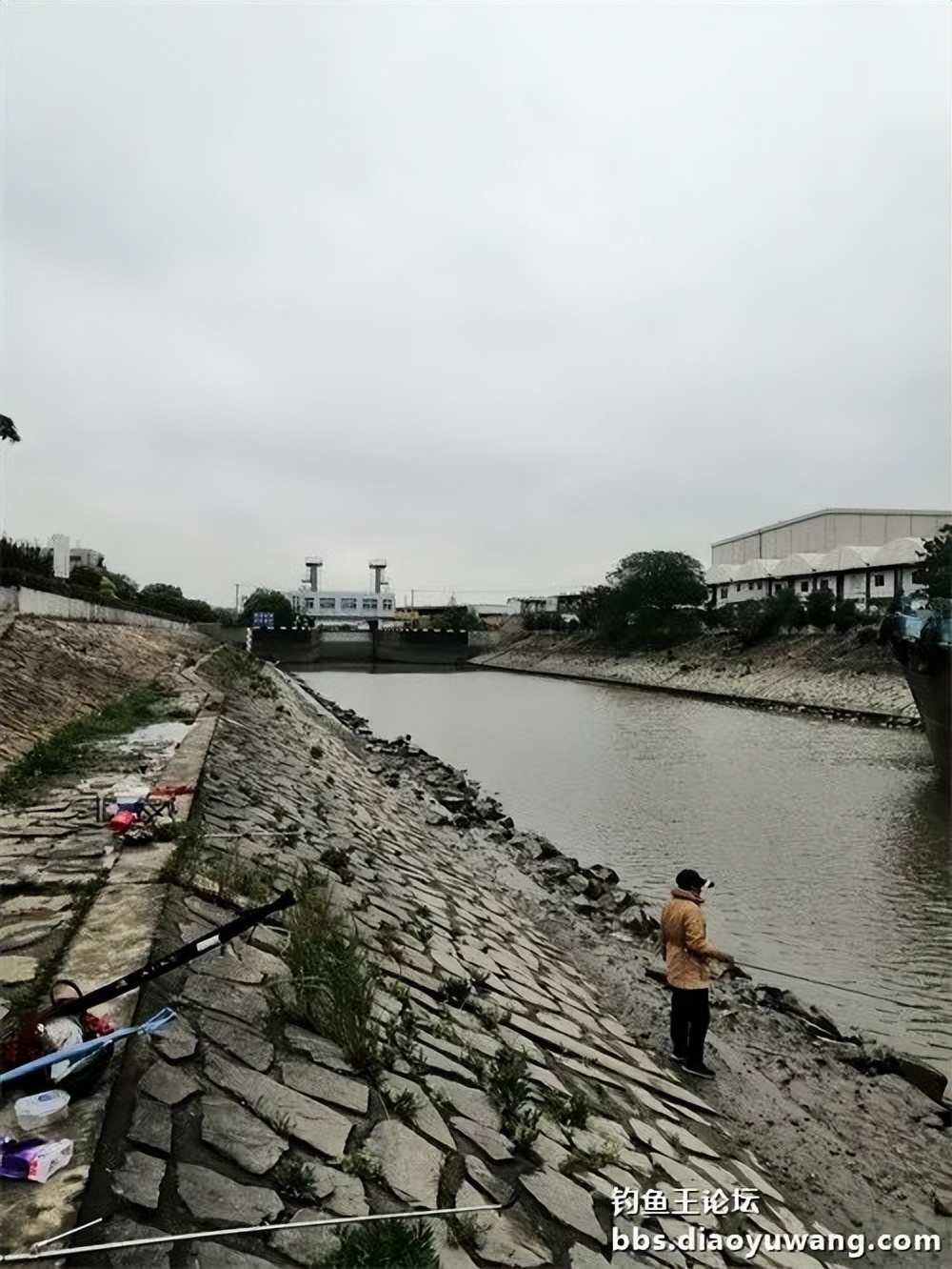 钓鱼王大鲫饵料是什么香味,钓鱼王大鲫和本味有什么区别