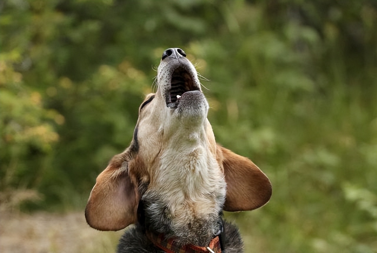 怎么让狗狗有安全感睡觉,宠物狗没安全感的几种表现