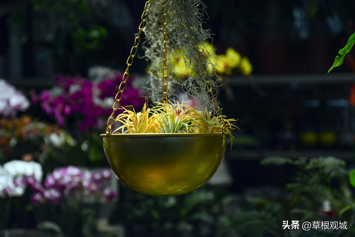 鎺㈣杩庢槬鑺卞競,澶ц繛瑗块儕鑺卞競鎼摢鍘讳簡