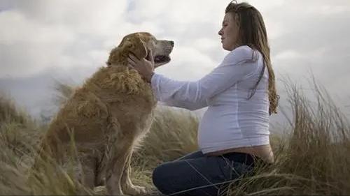 怀孕后养宠物的危害有哪些,孕早期养宠物有哪些危害