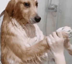 养狗省钱攻略：动手帮狗狗洗澡详细教程