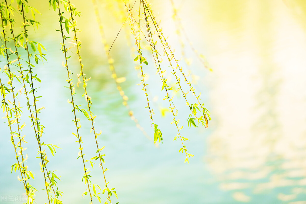 春天的遐想泰戈尔,春天的遐想纯音乐