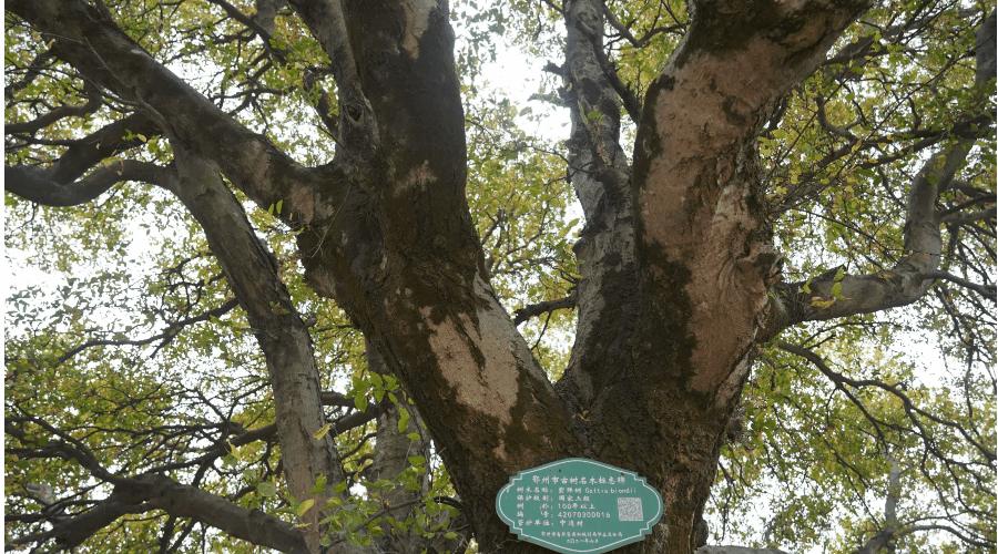 为啥这么火？鄂州一群人为TA分分必争…