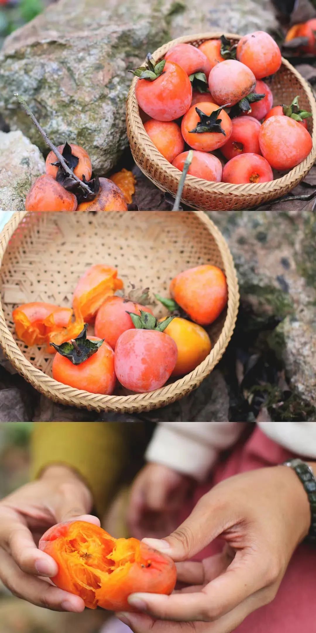 鹿泉免费摘柿子的绝佳去处,鹿泉段庄摘柿子