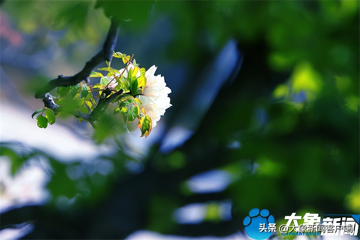 花开时节动京城最美不过洛阳城,花开时节动京城洛阳