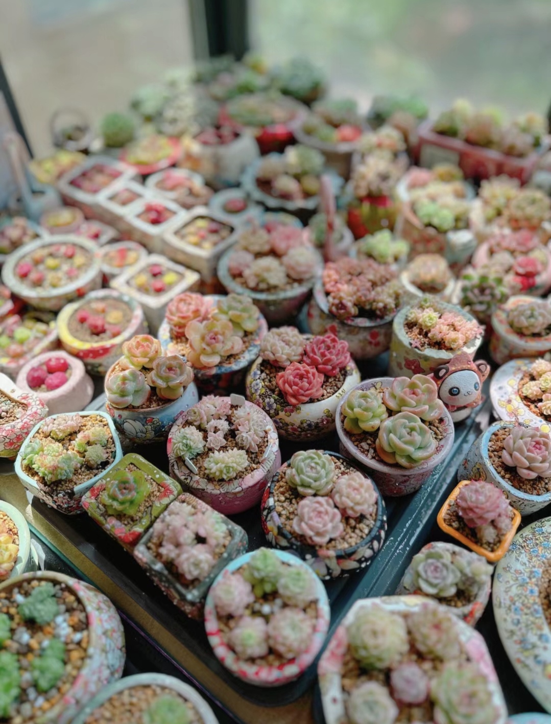 新手养花在店里买好还是网上买好,新手养花入门花种网购