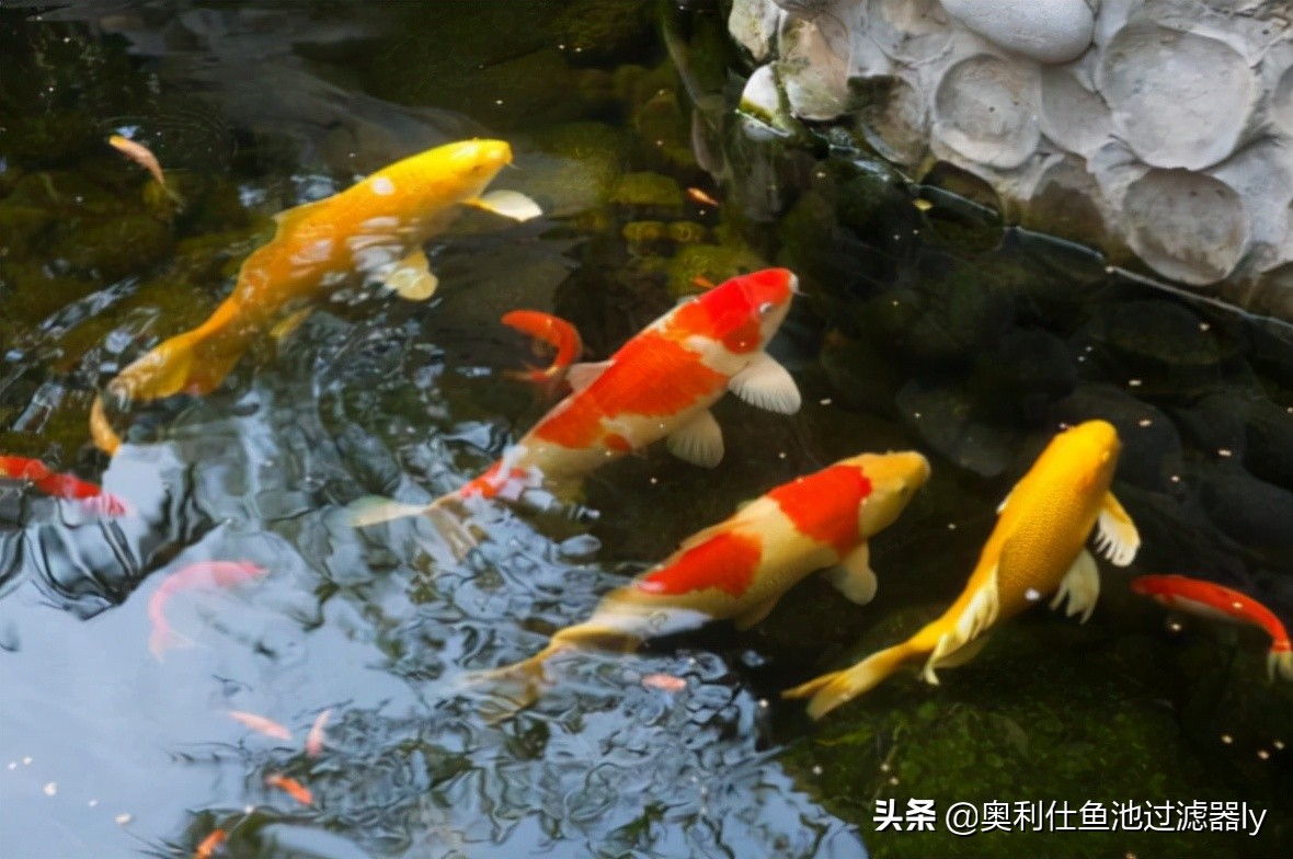 室内鱼池有腥味怎么办,鱼池水出现腥味怎么办