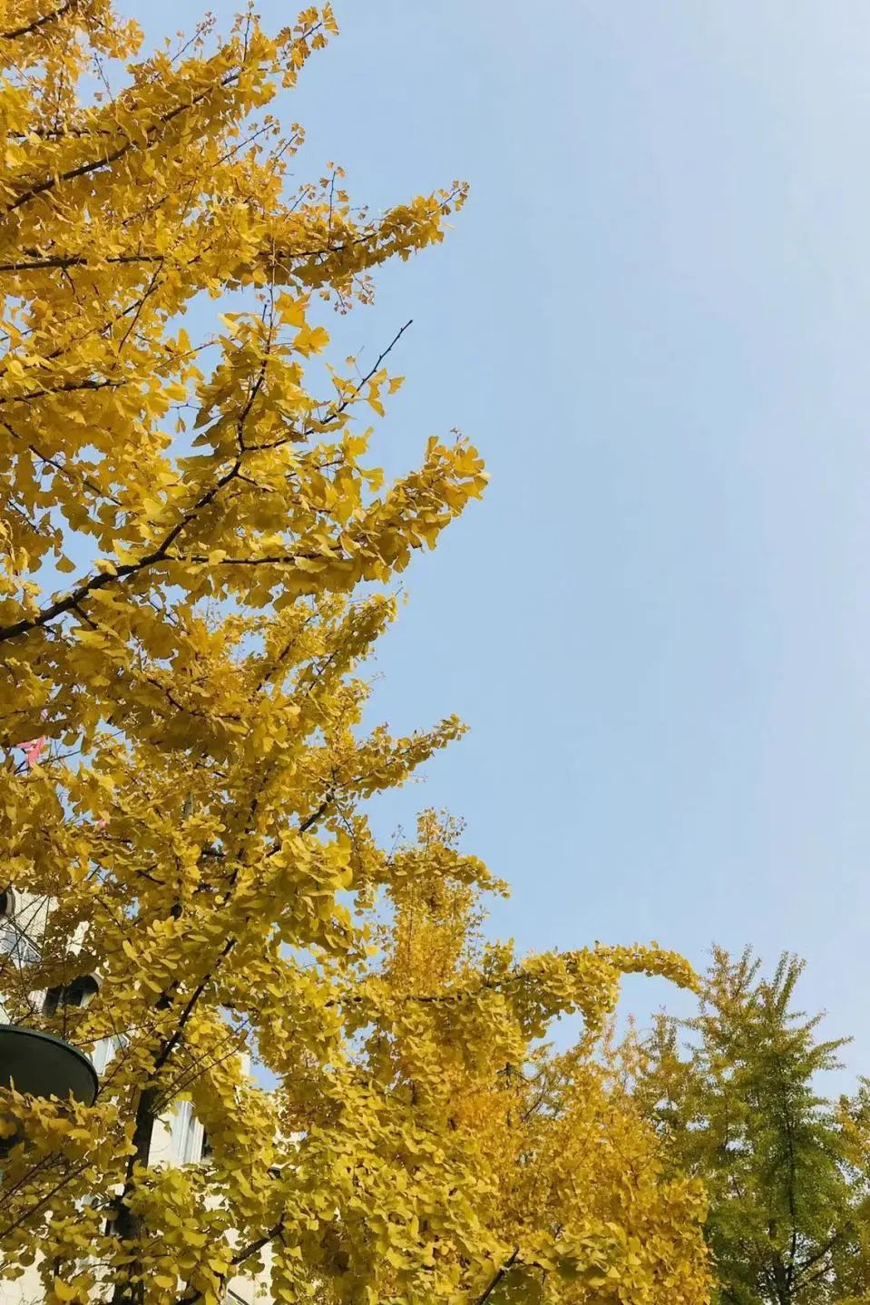 西南交大好看吗,西南交大女生好看吗