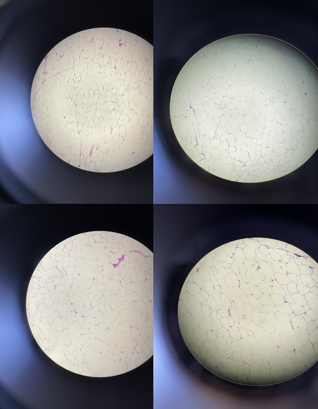 瑞沃德切片机怎么使用,瑞沃德切片机s700