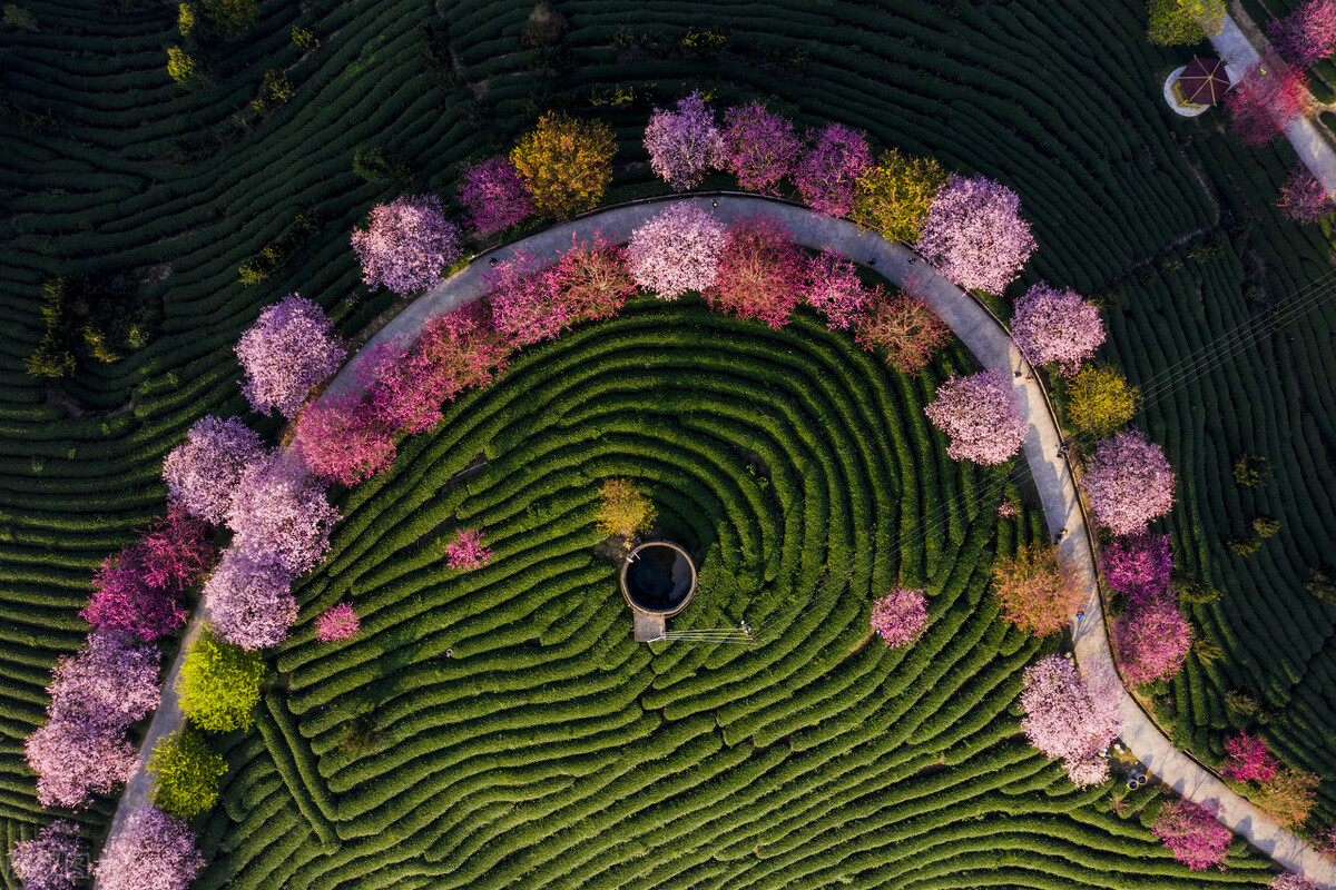 福建浪漫樱花打卡地,福建赏樱花的地方