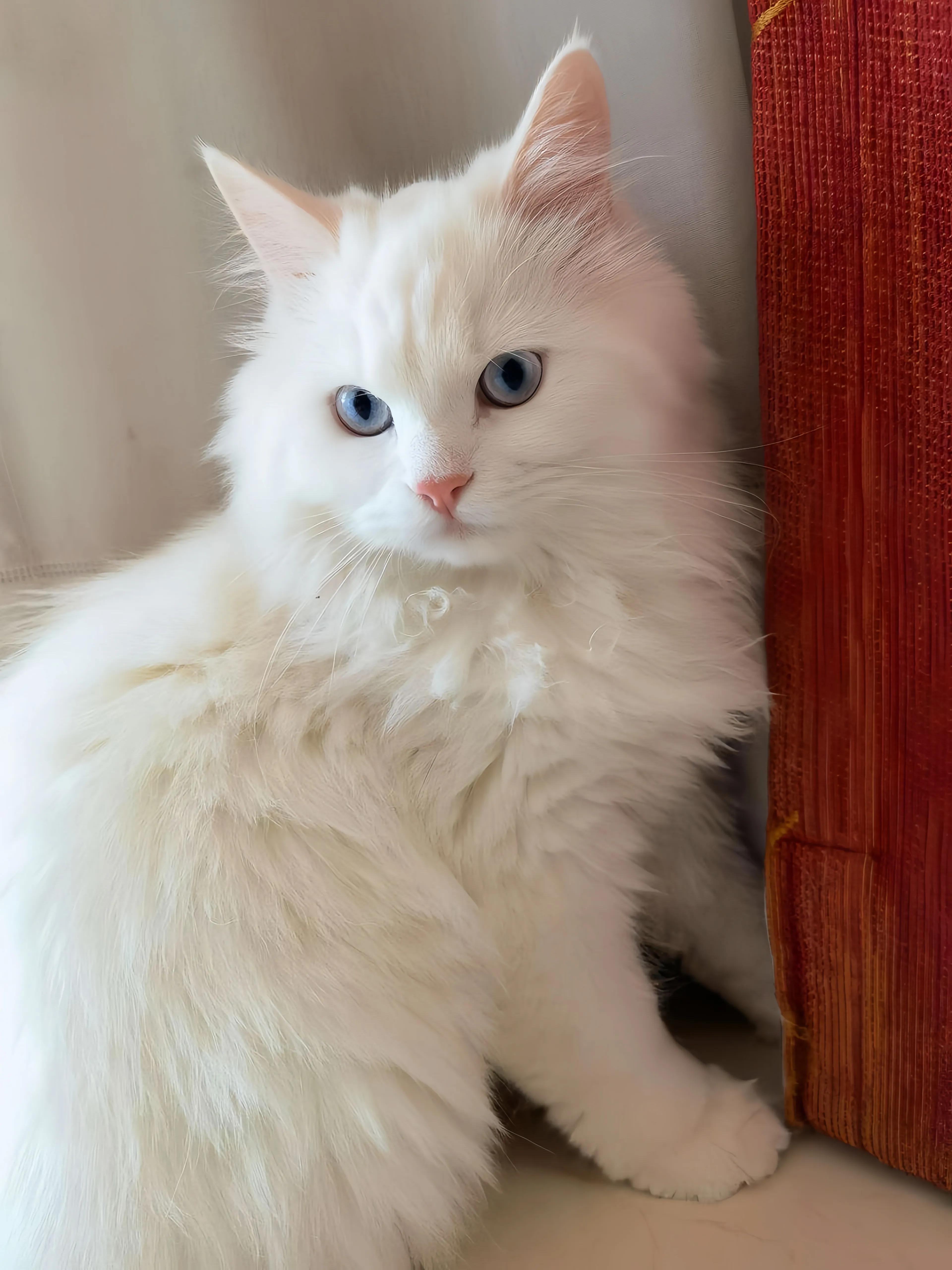 猫咪品种推荐500元以内,叫蒜头的猫咪是什么品种的