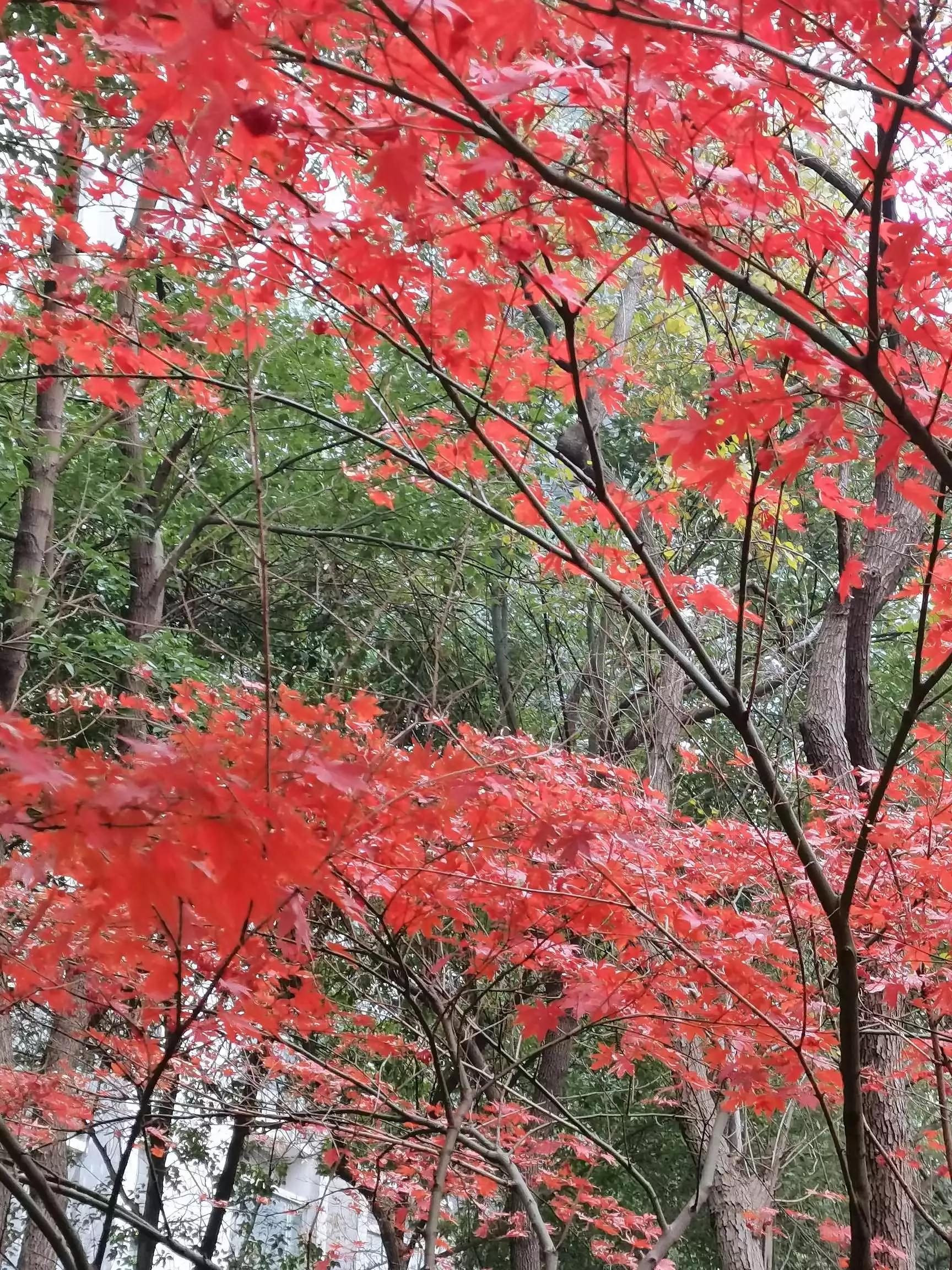 认识各种花卉名称,认识各种花的名字