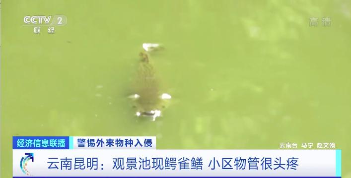 多地报告发现！专家紧急提醒：不能吃，卵有剧毒