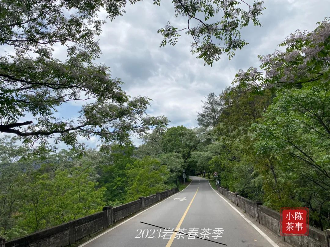 水仙足火乌龙茶马口味道怎么样,武夷岩茶老枞水仙1999年的能喝吗