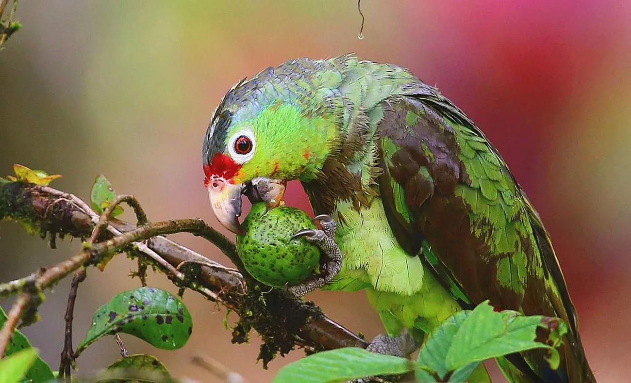 红额鹦鹉讲话,蓝色经典鹦鹉品种图片欣赏