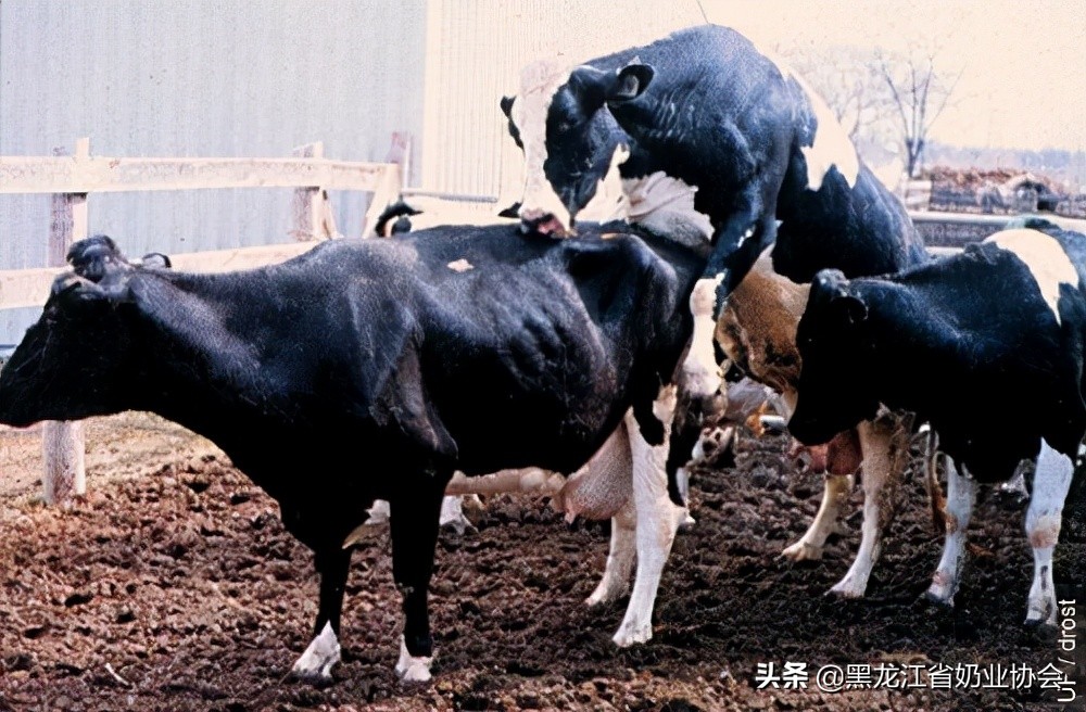 奶牛受孕怎么查,如何鉴定奶牛的好坏