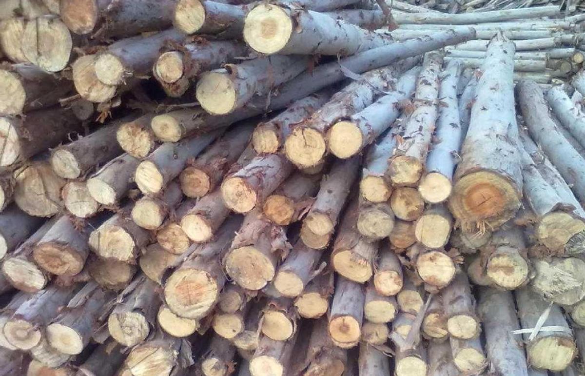 桉树真的是断子绝孙吗,桉树为何叫断子绝孙树