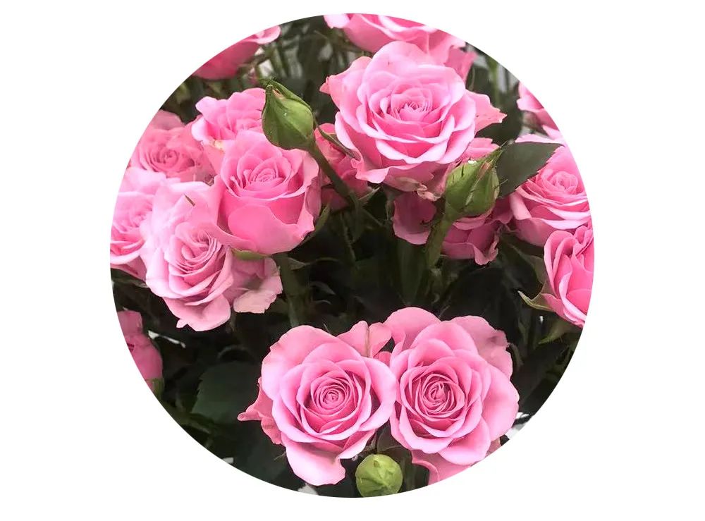 最美邂逅：百合博览园里美不胜收的名贵之花