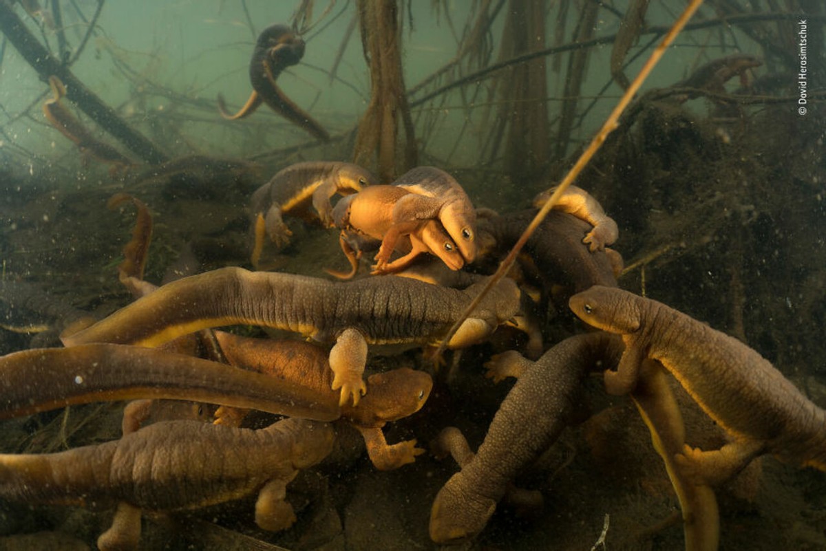 2019年最佳野生动物照片,2022年搞笑野生动物摄影作品