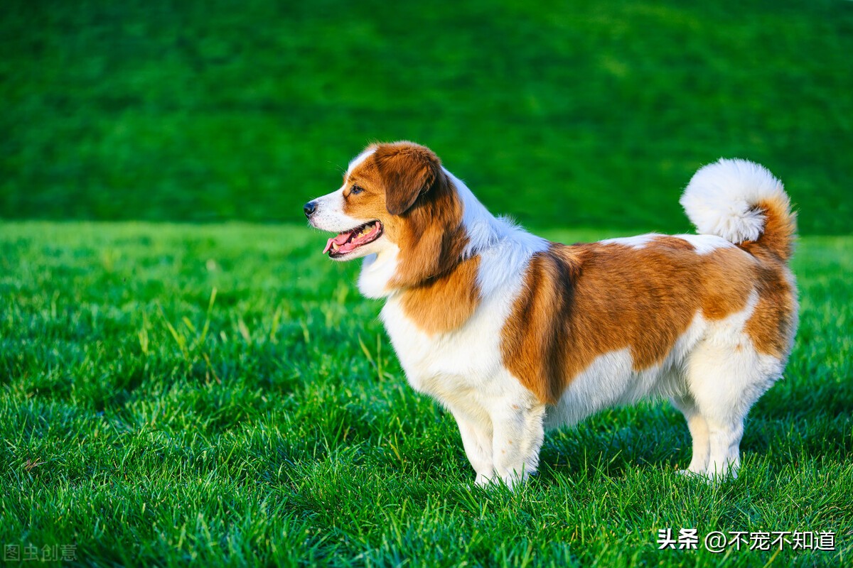 狗狗来生理期怎么办需要注意什么,狗狗不喝水有什么影响