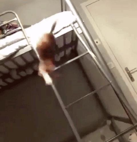 两只猫打架喵星人殊死搏斗满嘴毛,两只猫打架互拔胡子