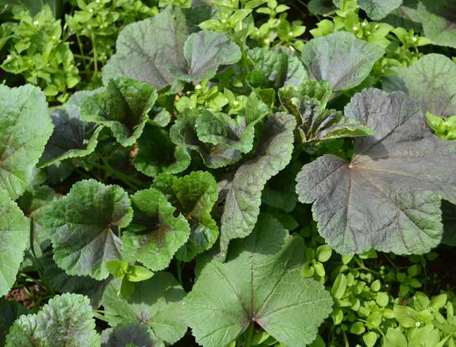 100种野菜大全图解,认识100种野菜视频大全完整版