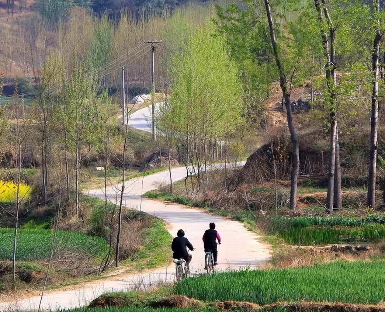 养孔雀赚钱吗真实收入,在农村养孔雀挣钱