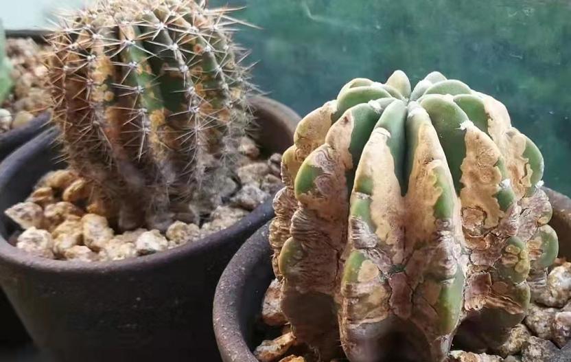 仙人球养护技巧和方法,仙人球的病虫害如何防治呢