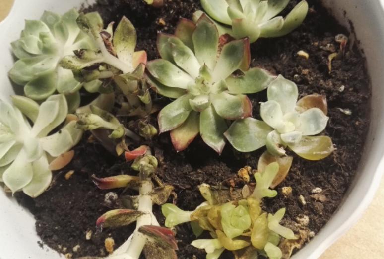 多肉干瘪了是为什么,多肉叶片发皱萎缩干瘪什么原因