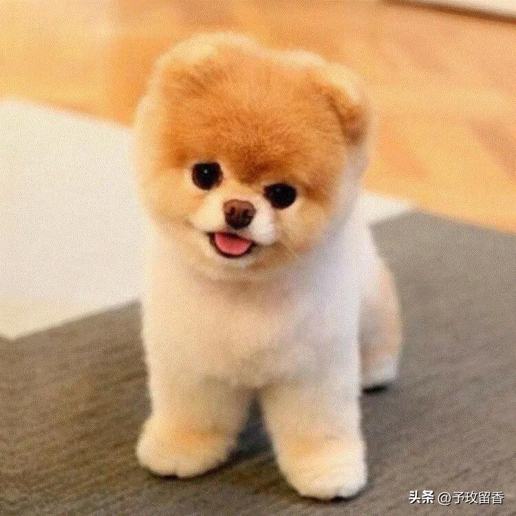 宠物狗应该怎么养详细介绍科普,宠物狗喂养及训练方法有哪些